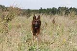 BERGER ALLEMAND 383